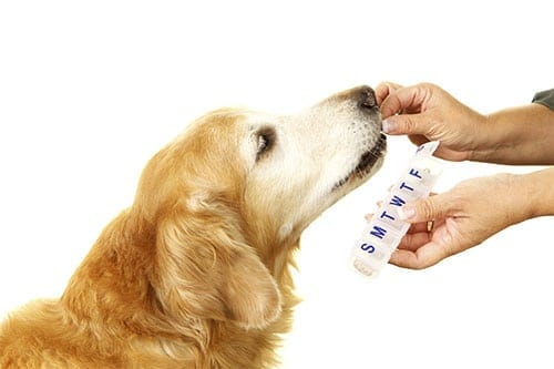 dog getting medications / drugs