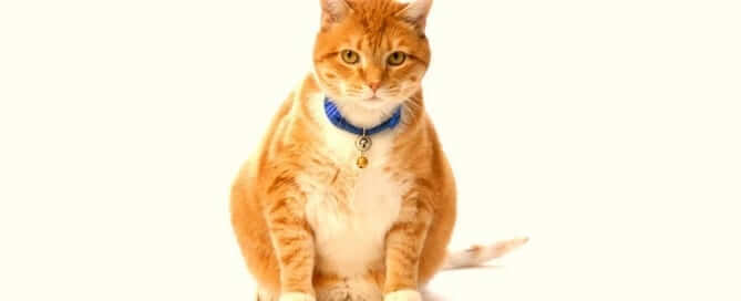 Fat Orange Cat