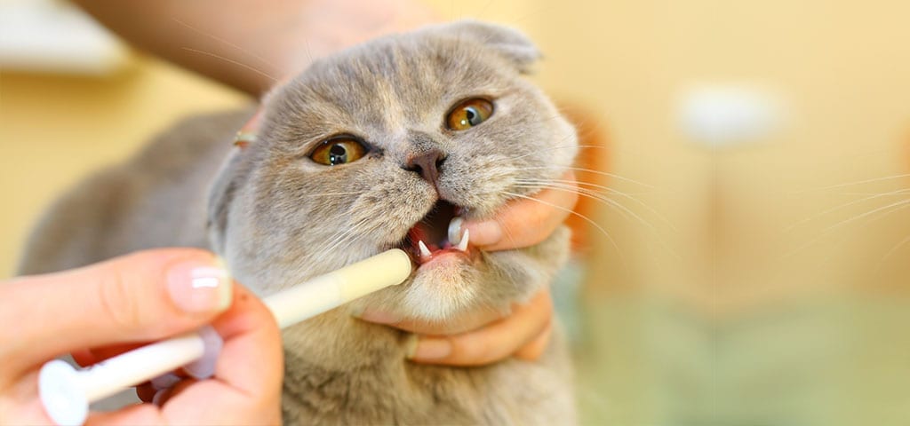 Cat getting antibiotics