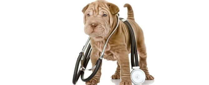 Puppy with Stethoscope