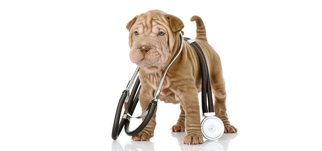 Puppy with Stethoscope
