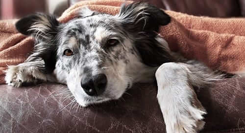 Dog Under A Blanket