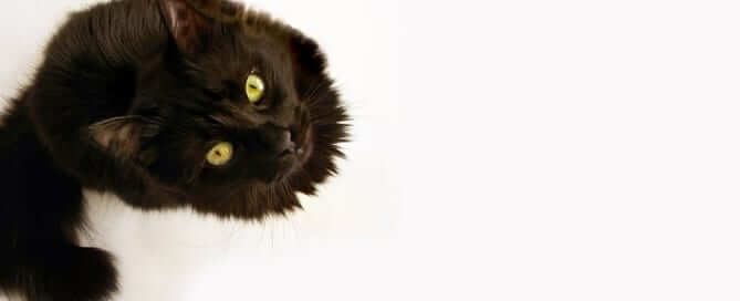 black cat staring up