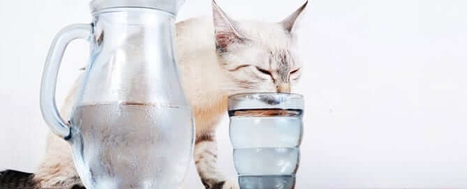 Cat drinking out of a glass of water