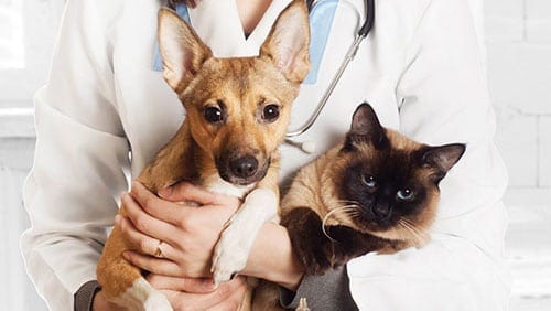 Doctor holding a dog and a cat
