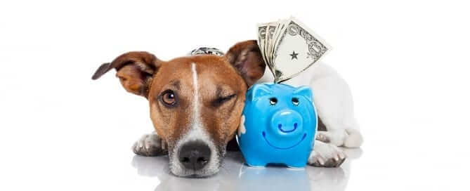 Dog with piggy bank full of money