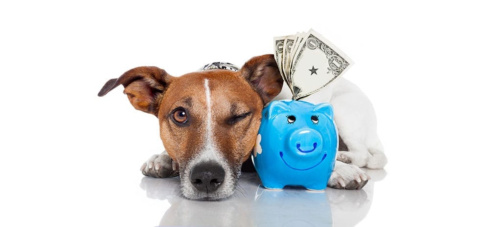 Dog with piggy bank full of money