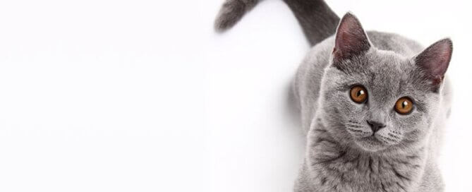 Grey cat with chocolate eyes