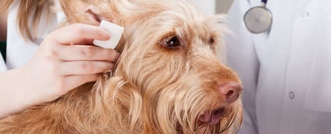 Dog Getting Ear Cleaned - Featured