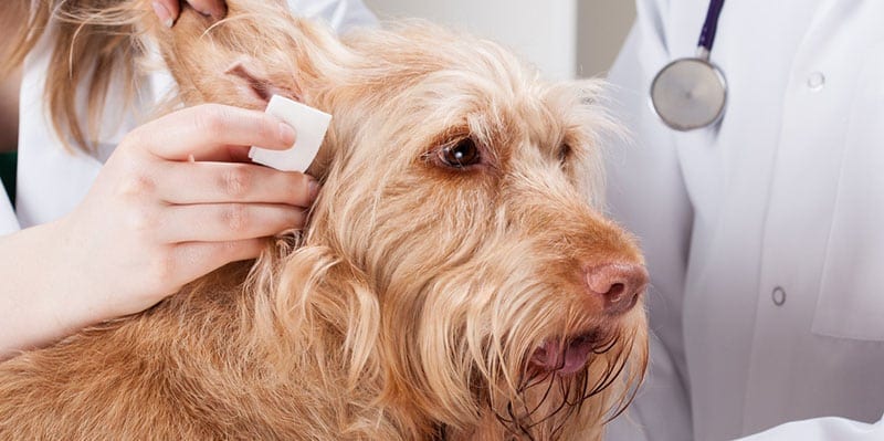 Dog Getting Ear Cleaned - Featured