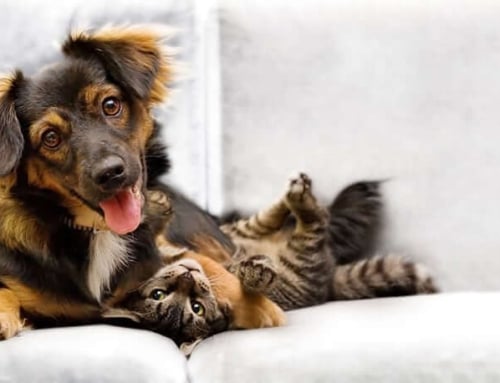 Pet Treats, Pet Insulin Injection Timing and Dr. Joi’s Thoughts