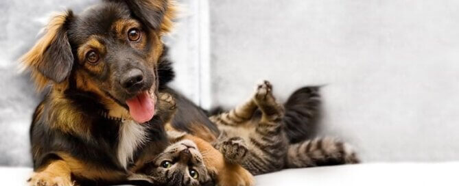 Dog and Cat on Couch