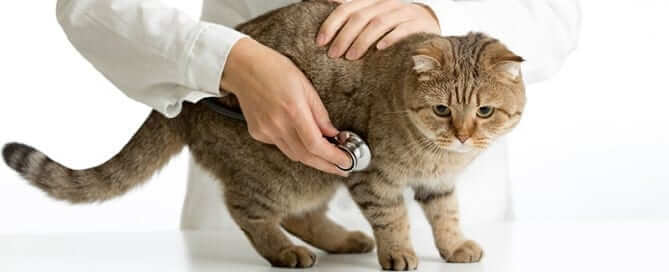 Cat being examined by a doctor