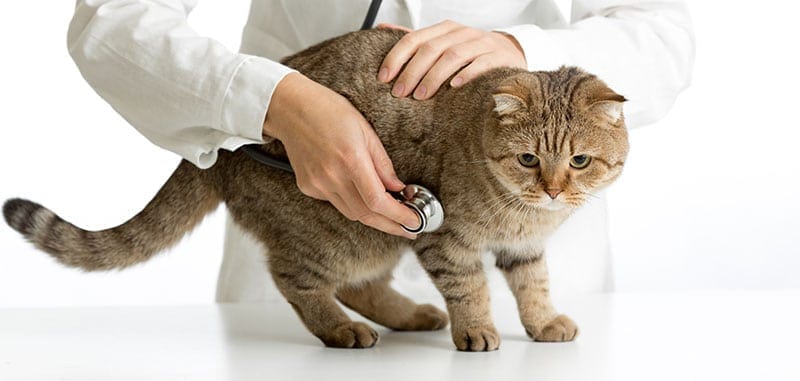 Cat being examined by a doctor