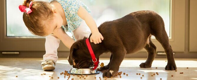 Girl with chocolate lab eating his food