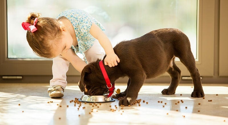 Girl with chocolate lab eating his food