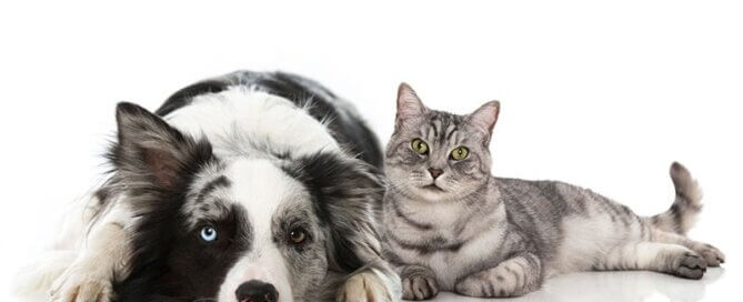 Diabetic pet Aussie and Cat Lying Next to Each Other