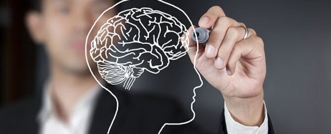 Drawing of a brain - brain function