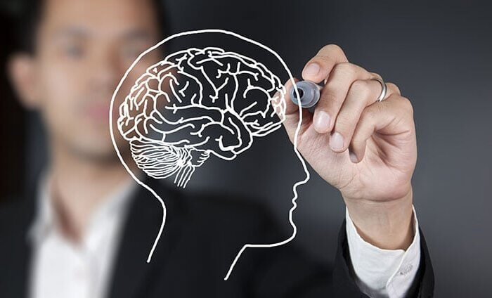 Drawing of a brain - brain function