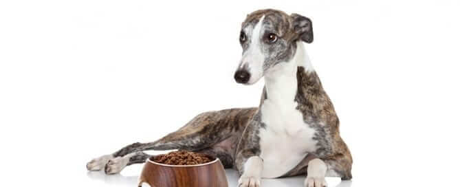 Underweight diabetic Dog With Food Bowl