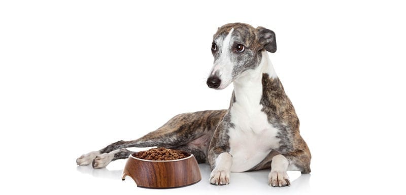 Underweight diabetic Dog With Food Bowl