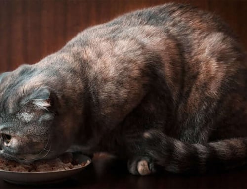 Low Carb Diet for Diabetic Cats | Ask Dr. Joi