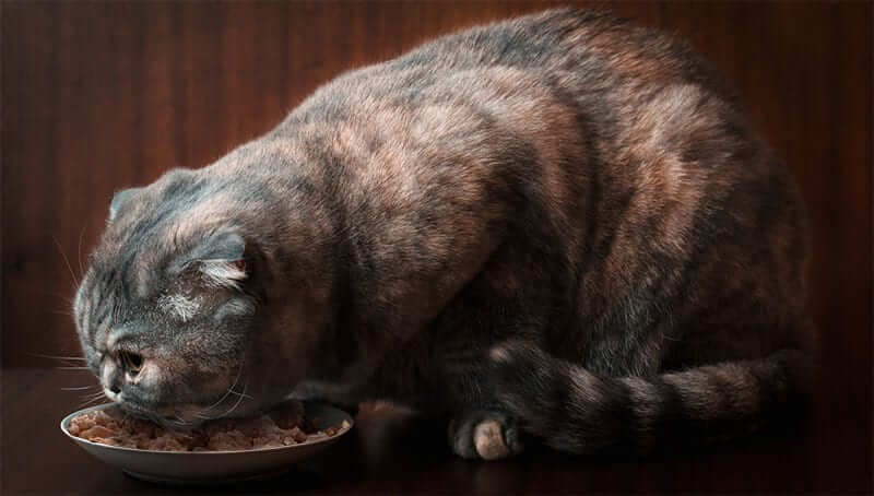 Cat Eating Canned Food