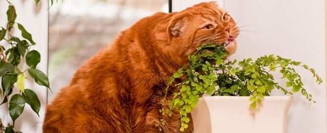 Cat Eating Plants