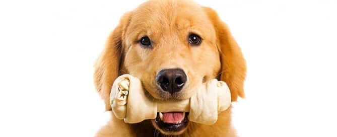Dog with Chew Bone