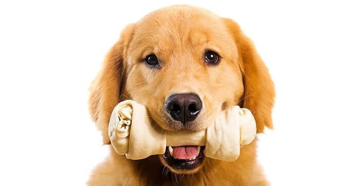 Dog with Chew Bone