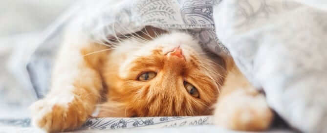 Orange Kitty Under Blanket