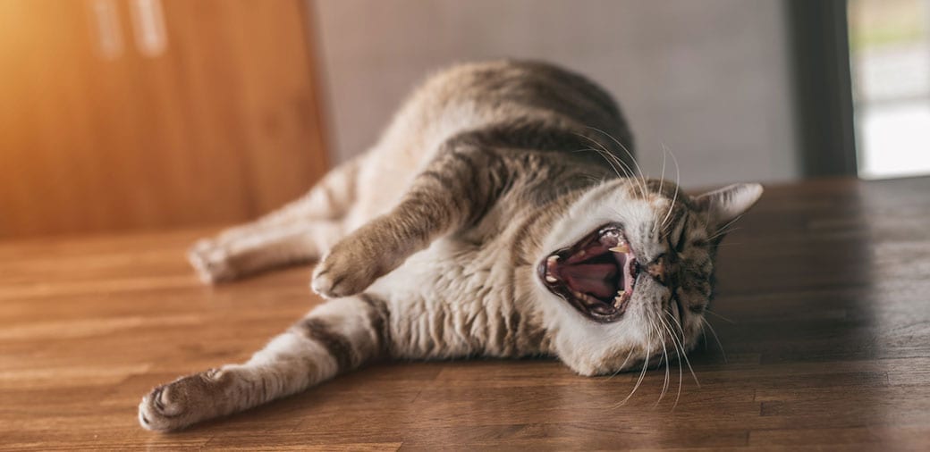 Older Cat Yawning