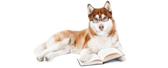 Smart Looking Dog with Glasses