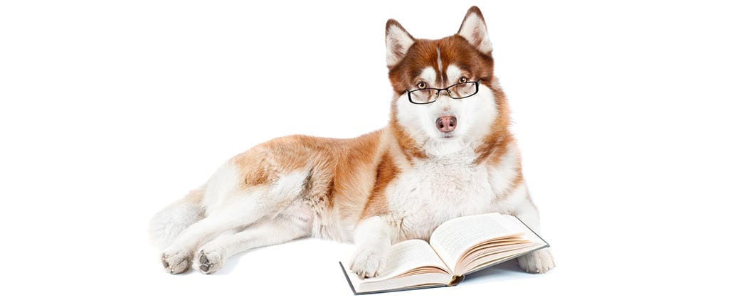 Smart Looking Dog with Glasses