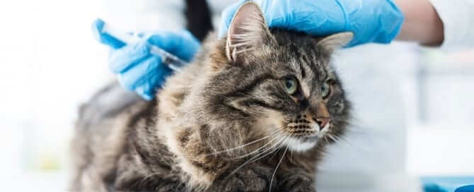 Diabetic Cat Getting Insulin Injection