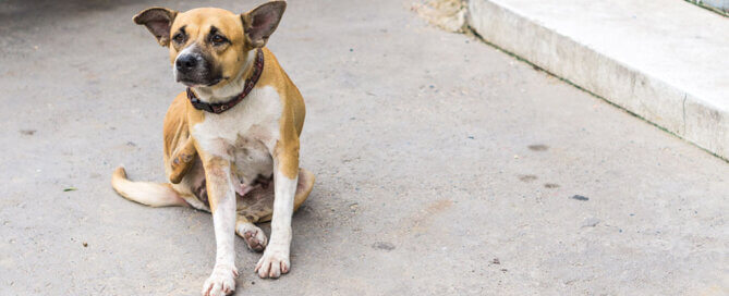 Itchy Dog on Sidewalk
