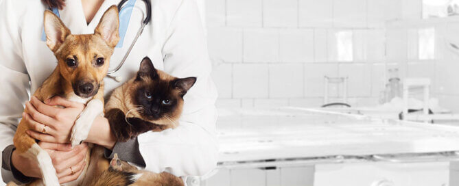 Vet Holding Cat and Dog