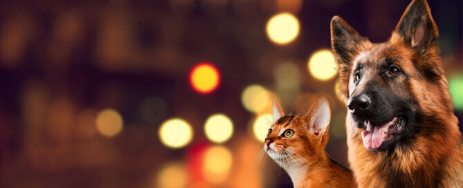 German Shepherd and Cat