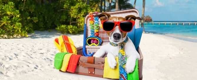 Dog in Suitcase on Vacation