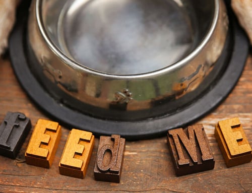 What Is The Best Food To Feed A Diabetic Dog?