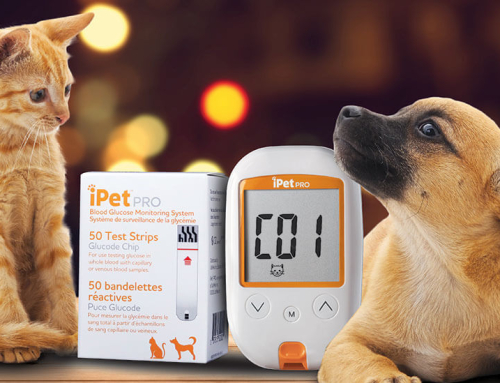 Tips & Tricks For Collecting The Perfect Blood Sample From Your Pet