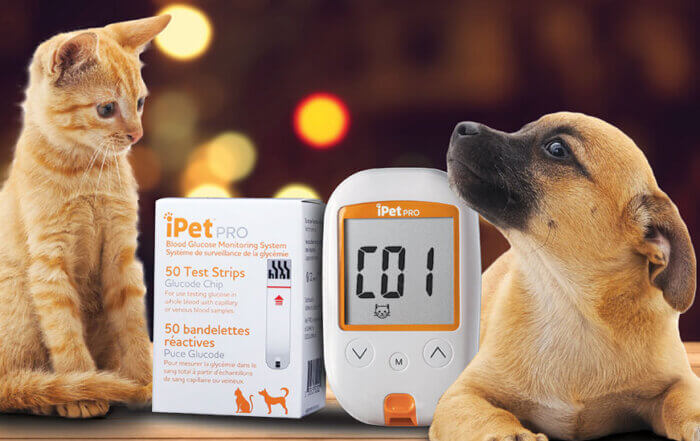 Dog and Cat on Couch