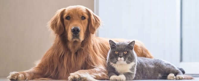 Retriever and House Cat Laying Next To Each Other