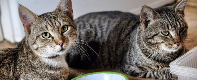 Two Cats Sitting Next to Empty Bowl
