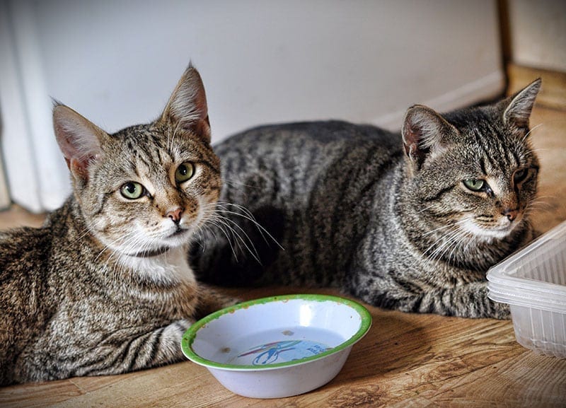 Two Cats Sitting Next to Empty Food Bowl