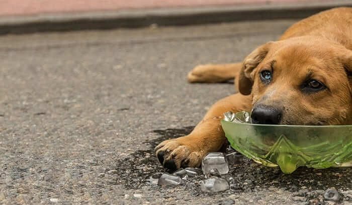 Dog with head in bowl full of ice