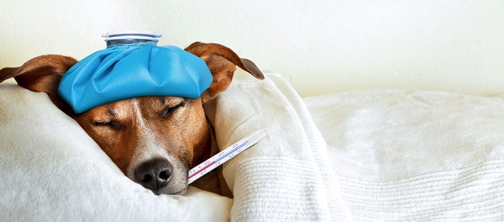 Sick doggo with influenza