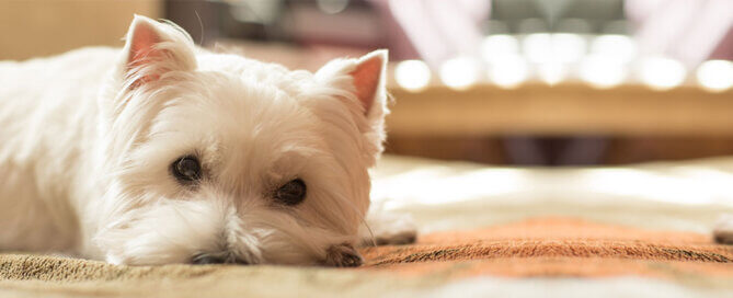 Westie Staring at the Wall