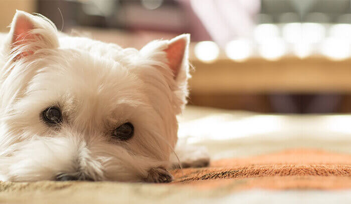 Westie Staring at the Wall