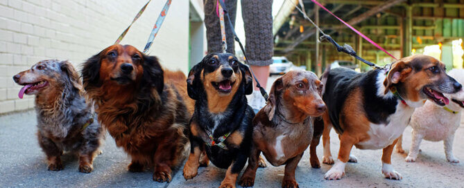 Dachshunds and mixes getting walked